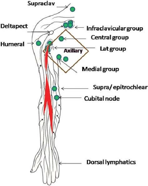 Lymphatic Drainage Of Upper Limb With Rectangular Area Highlighting The Download Scientific