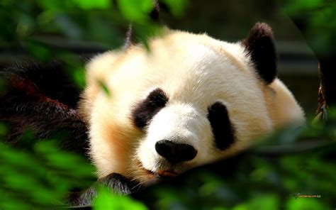44 Panda Song Wallpaper