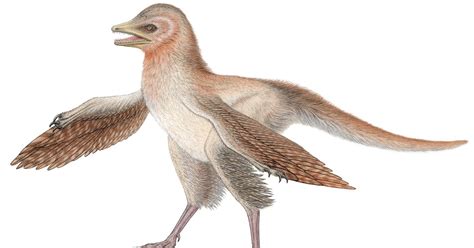 The Small Feathered Dinosaurs Found