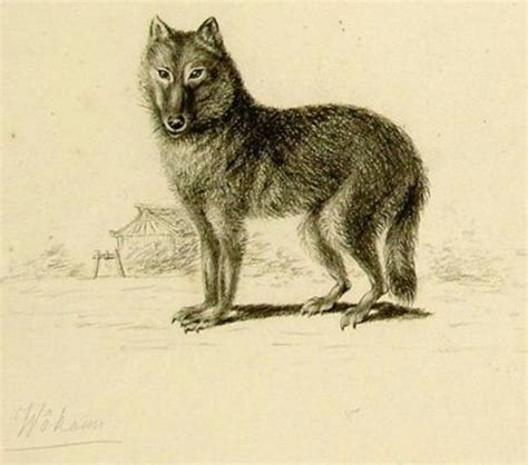 Japanese Wolf Canis Lupus Hodophilax Display Full Image