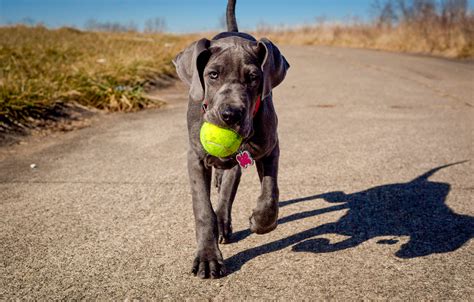 Great dane puppies are adorable and this list includes some of the cutest great dane puppies and adults on the internet. Great Dane Puppy Information