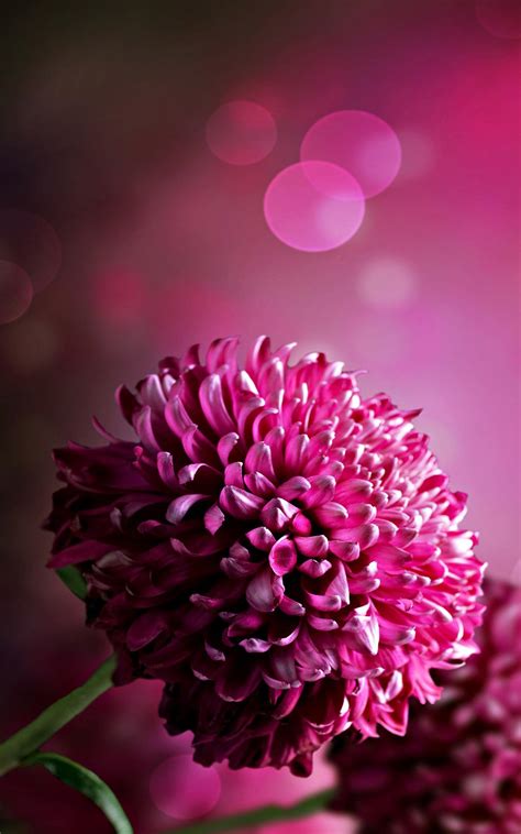 Dark Pink Chrysanthemum Wallpaper Iphone 2021 3d Iphone Wallpaper