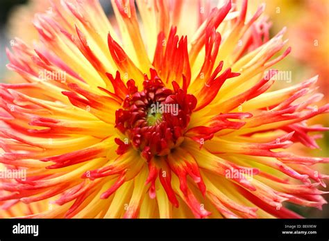 Flower Of A Cactus Dahlia Dahlia Hybrida Stock Photo Alamy