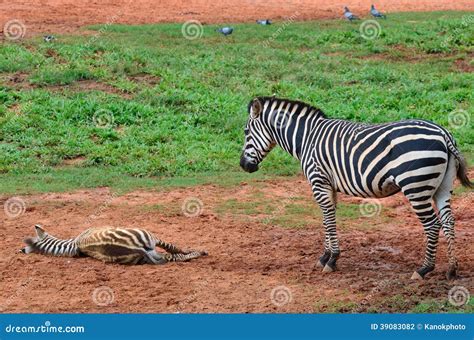 Baby Zebra With Mother Stock Photo Image Of Equus Mother 39083082
