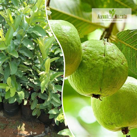 Buy L49 Guava Perakka Fruit Plant Online Kerala Nursery