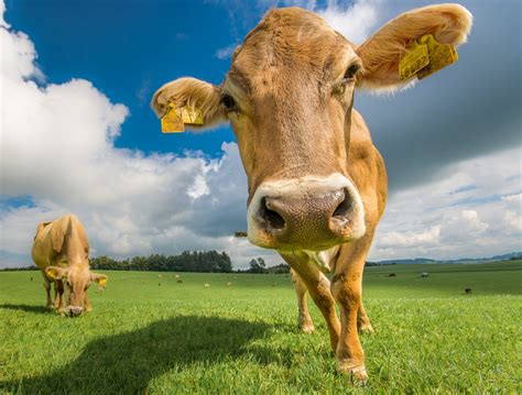 Animal Cow 4k Ultra Hd Wallpaper