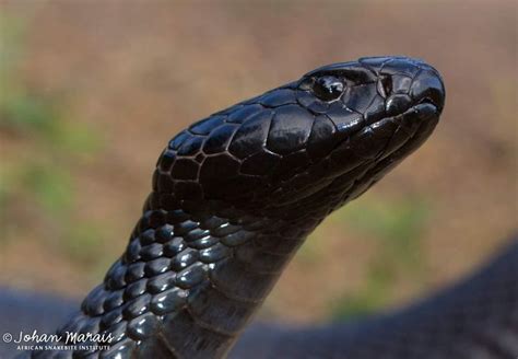 A Close Up View Of A Black Snakes Head