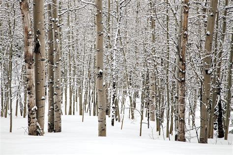 Winter Aspens Photograph By Tom Cuccio Fine Art America