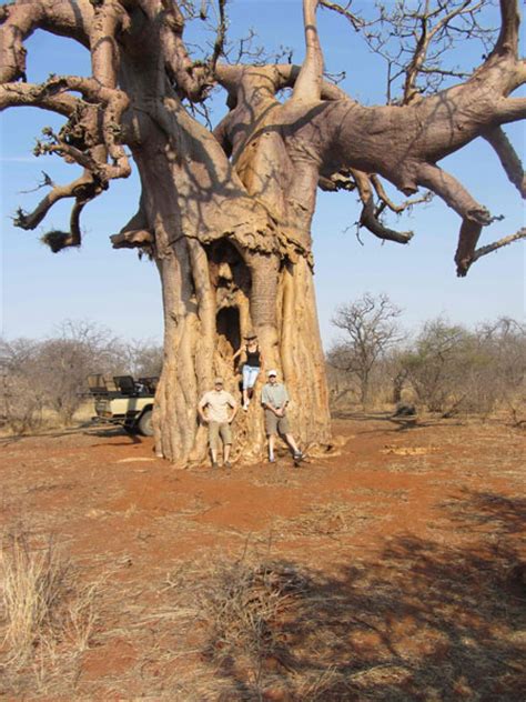 9 fascinating baobab tree facts africa geographic