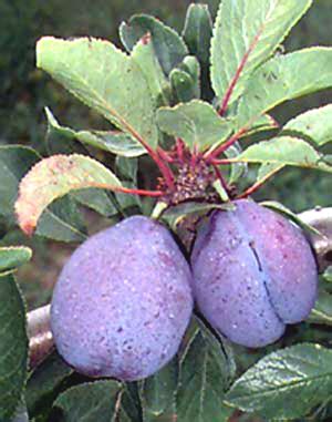 The stanley plum tree is a european plum with medium to large, oval, dark blue fruit with a thick bloom (looks like a light haze on the fruit). Buy Stanley Plum Trees Online | Burnt Ridge Nursery-Burnt ...
