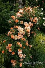 Orange Climbing Rose Images