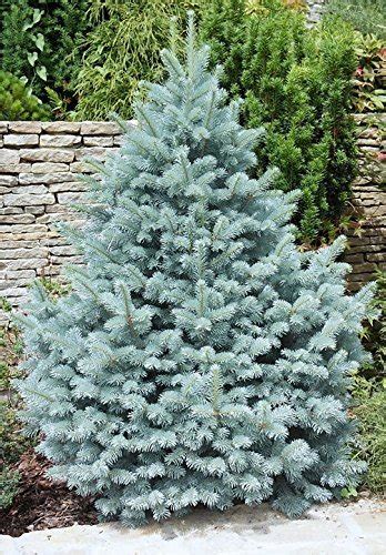 Blue Spruce Trees
