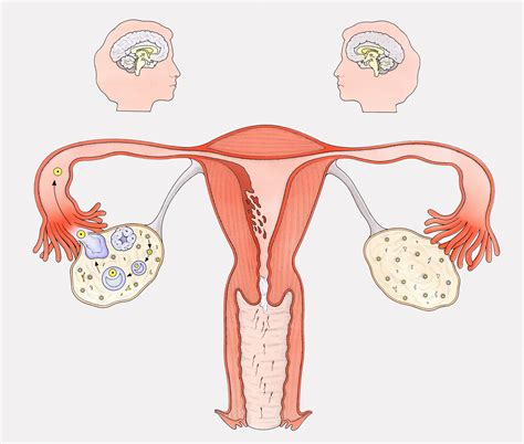 The adrenal glands and fat cells. Progesterone: Understanding the Other Female Sex Hormone
