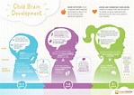 Brain Development - Various Stages And Growth Process