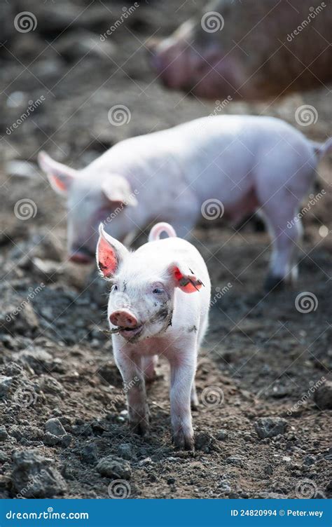Happy Baby Pig Stock Images Image 24820994