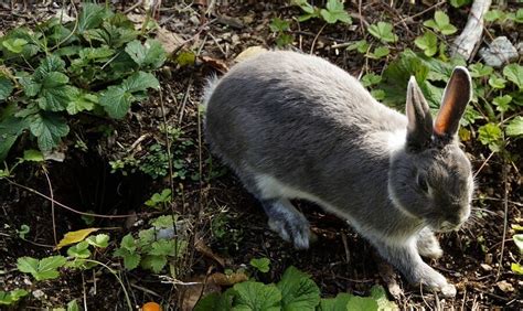 There are endless ways to keep rabbits out of your garden, but a lot of them include hurting the rabbits. How to keep rabbits out of your yard - Country Pests