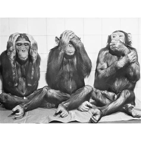 Hear No Evil See No Evil Speak No Evil Black And White Monkey Photo