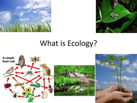 Ppt What Is Ecology Powerpoint Presentation Free Download Id3605377