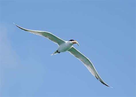 Royal Tern Fort Desoto Park St Petersburg Florida Usa David Conley Flickr