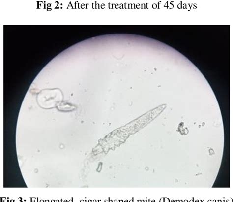 Figure 3 From A Successful Therapeutic Management Of Demodex Canis