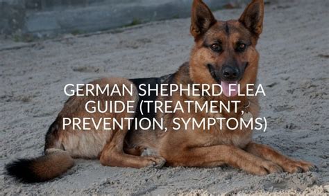 German Shepherd Itching And Scratching Causes And Treatment Jubilant Pups