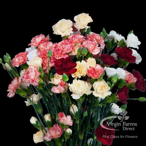 Carnation Flowers Virgin Farms Carnation Flowers In Bulk