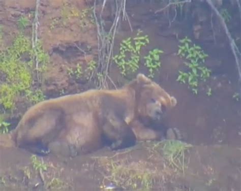 G Urso Faz Sucesso Ao Ser Filmado Acabad O Em Parque No Alasca