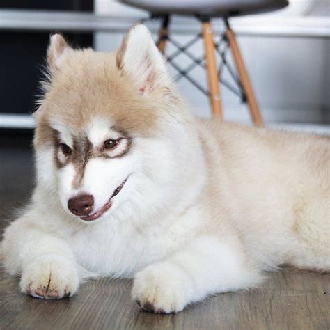 Siberian Husky Sable And White Puppy Dog Breeds Husky Puppy Puppy