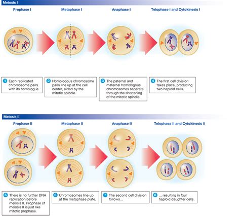Stages Of Meiosis Bioninja