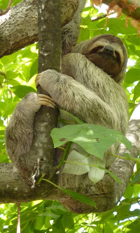 We saw some of them. Costa Rica Rainforest | Rainforest animals, Amazon ...