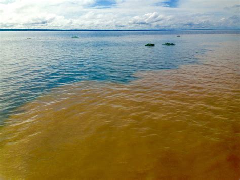 The Amazon Rivers Ecosystem Where Land Meets The Sea Eos