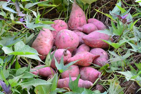How To Grow Sweet Potatoes From Slips Top Tips To A