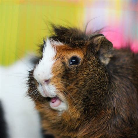 Guinea Pig Astakatrin Flickr