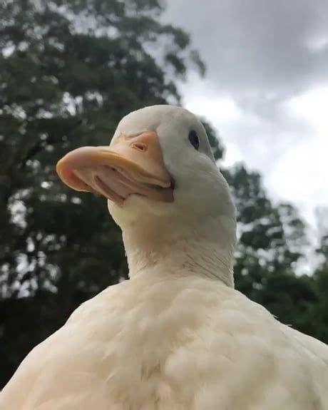 Heres A Cute Duck With A Sunflower On Its Head Maybe Itll Brighten Up