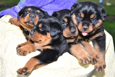 Rottweiler puppies for adoption in pa. View Ad: Rottweiler Puppy for Sale, Pennsylvania, QUARRYVILLE, USA