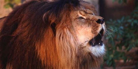 The Darker The Mane The More Powerful The Lion Knowledgenuts