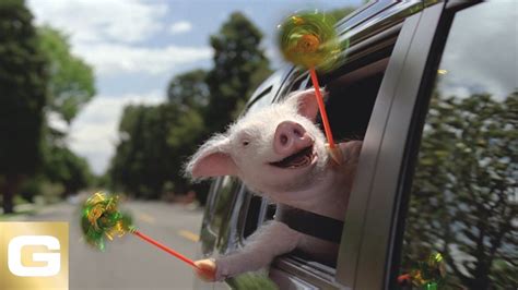 * this phone number available for 3 min is not the recipient's number but a number from a service which will put you through to that person. Maxwell The Pig - GEICO Insurance - YouTube | Animals images, Pig commercial, Best commercials