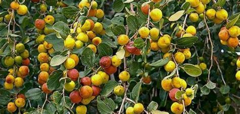 تنتمي شجرة السنط الى القبيلة الطلحية tribe mimoseae التي تتبع العائلة البقولية ولها اكثر من 600 نوع منتشرة حول العالم. كيفية زراعة أشجار النبق و أهم استخداماتها - المرسال