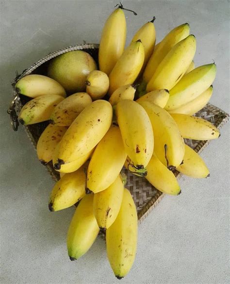 ~ Pisang Emas Golden Bananas From My Garden 🐦 🐦 🐦 Bananabananas