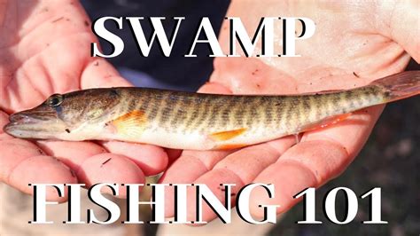 Swamp Fishing Youtube