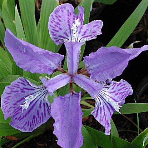 Iris Tectorum Japanese Roof Iris For Sale Rare Roots