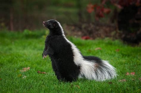 🦨 Zorrillos Características Y Curiosidades Animales Salvajes 2022