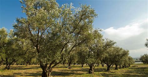 To unravel the history of the olive tree, the team took 1,263 wild and 534 cultivated olive tree samples from throughout the mediterranean and analyzed genetic material from the trees'. Olive tree | Koppert