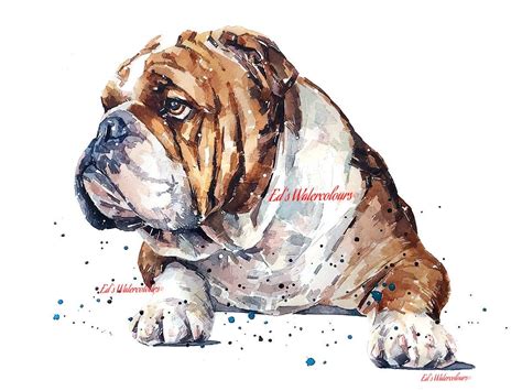English Bulldog 2 Print Watercolourenglish Bulldog Artenglish
