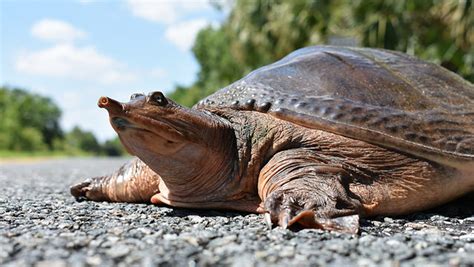 Novel Virus May Be Killing Florida Freshwater Turtles