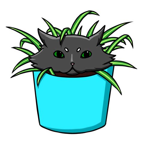 Kp Ng Spider Plant Cat
