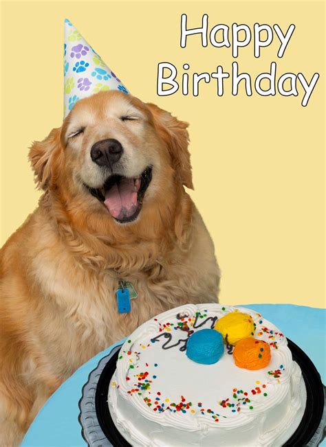 Hb Happy Birthday Funny Dog Dog Birthday Wishes Happy Birthday