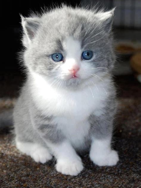 It is classified as a common pet. Russian Blue Cats For Sale Near Me - Cat and Dog Lovers