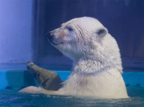 world s saddest polar bear removed from shopping centre in china metro news