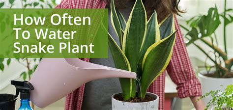 How Often To Water Snake Plants Without Rotting It Embracegardening